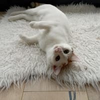 Melissa FelV positiv sucht Zuhause, Katze zur Adoption