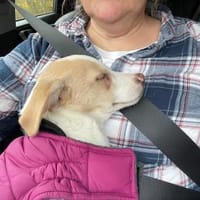 Kuscheliger Loki🌺 sucht seine Familie, Hund zur Adoption