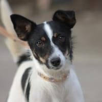 Gizi - charmant & verspielt, Hündin zur Adoption