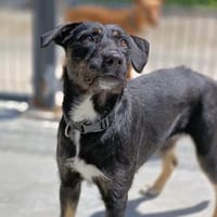 Ein Weihnachtsmärchen für JUNA❤, Hündin zur Adoption