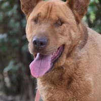 Solo - liebe, nette, blinde Hündin, Hündin zur Adoption