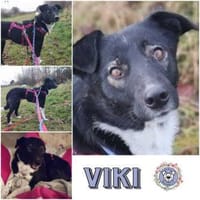 VIKI *freundliche Familienhündin, Hündin zur Adoption