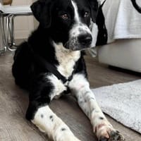 Prinz ♥Vince♥ wartet in 04157 Leipzig, Hund zur Adoption