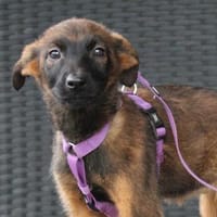 Lindina sucht liebevolle Familie...., Hündin zur Adoption