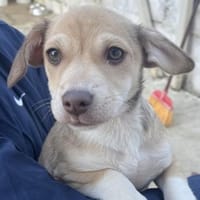 Vincenta, geb 08/2025, 21391 Reppenstedt, Hündin zur Adoption