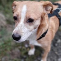 SURI, Hündin zur Adoption