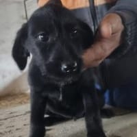 Nora 30 cm (Nov 25) Pflegestelle, Hündin zur Adoption