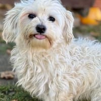 Bliss  Pflegstelle in 47551, Hündin zur Adoption