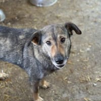 Alva bereit für Liebe, Leben und Lernen, Hündin zur Adoption