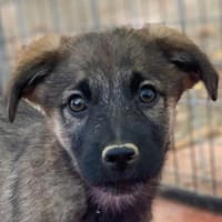 Fondue, geb. ca. 08/2025, 50997 Köln, Hund zur Adoption