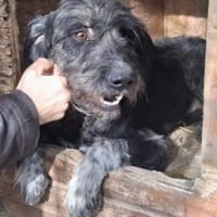 Ringo 50 cm (Pflegestelle), Hund zur Adoption