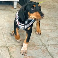 Elara sucht ihre Familie zum Ankommen, Hündin zur Adoption