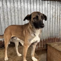 Zayah  treue Begleiterin sucht Familie, Hündin zur Adoption