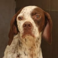 Acira, geb. ca. 04/2023, 67735 Mehlbach, Hündin zur Adoption