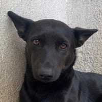 Porto, geb. ca. 01/2025, 79576 Weil a. R, Hund zur Adoption