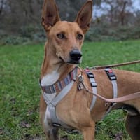 Elias, Hund zur Adoption