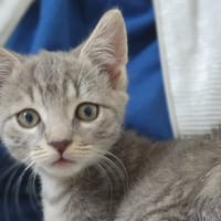 Cosmo [Chaton], chat à adopter