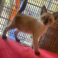 COIN-COIN, chat à adopter