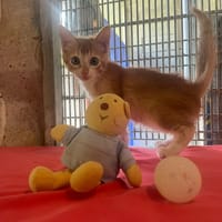 CANARD, chat à adopter