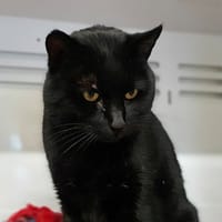 Lucky, chat à adopter