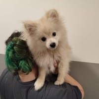CODY QCN, chien à adopter