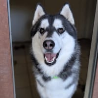 Negan, chien à adopter