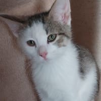 BJARKE (appolon), chat à adopter