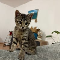 Bubble, chat à adopter