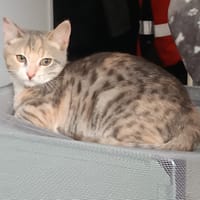 DERBY, chatte à adopter