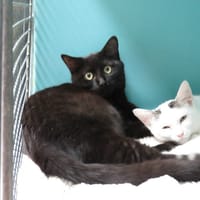 JASPER, chat à adopter