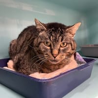 FOLKLO, chat à adopter