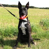 INOX HAA24682, chien à adopter