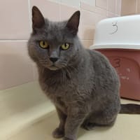 GUIMAUVE PAB28360, chatte à adopter