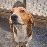 DELEPINE, chienne à adopter
