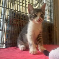 CANETON, chat à adopter