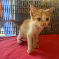 T-CROSS, chat à adopter