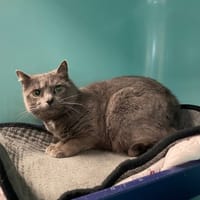 VALDA, chatte à adopter