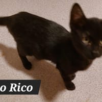 PORTO RICO, chat à adopter