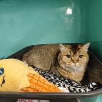 FILYA, chatte à adopter