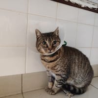 CERISE, chatte à adopter