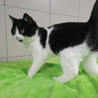 ZAPATI QCT, chat à adopter