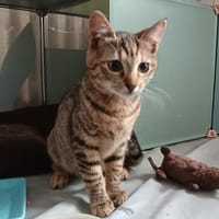 TONG, chatte à adopter