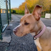 ERA, chienne à adopter