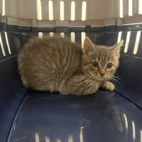 ROCKET, chat à adopter