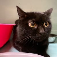 Catimini, chatte à adopter