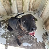 VENDETTA, chienne à adopter