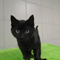 ZAPETI QCT, chat à adopter