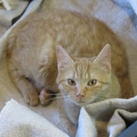 CURRY, chat à adopter