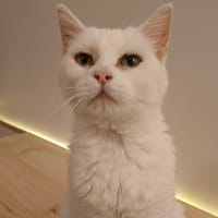 OKLAOMHA, chatte à adopter
