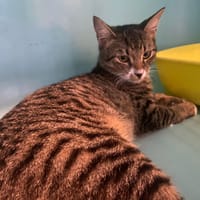 KALALOU, chat à adopter
